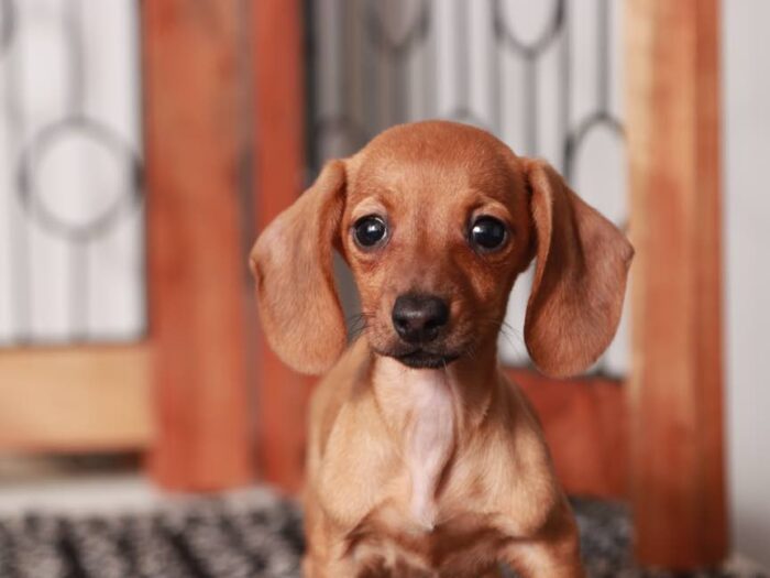 Sausage Dog Red And White Dachshund Belle- Cute ACA Female Red