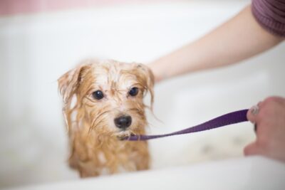 Dog gets bathed