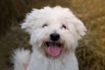 Closeup photo of a Bichon dog with its tongue out