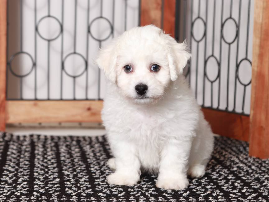 Bentley- Handsome Male ACA Bichon Frise Puppy - Image 4