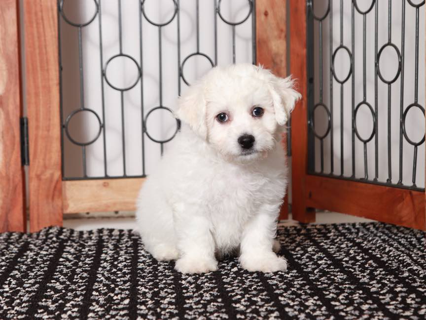 Bentley- Handsome Male ACA Bichon Frise Puppy - Image 5