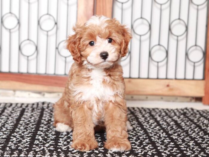 Berry - Cute little Cockapoo