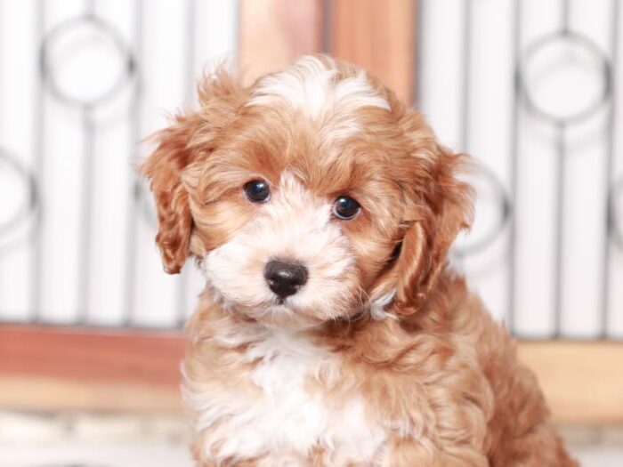 Berry - Cute little Cockapoo - Image 2