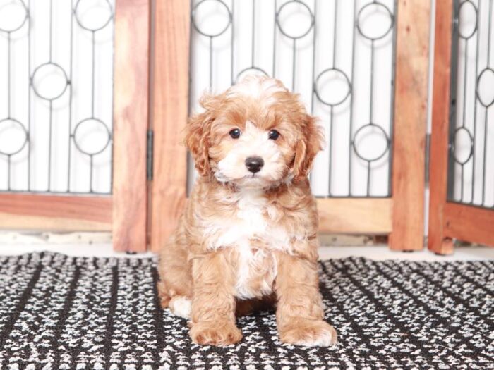 Berry - Cute little Cockapoo - Image 3