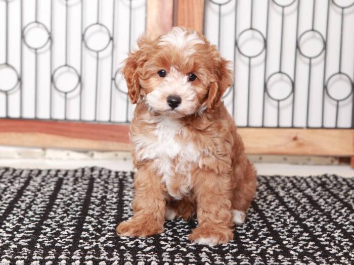 Berry - Cute little Cockapoo - Image 4