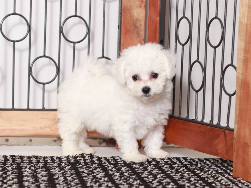 Akc bichon frise 2024 puppies for sale