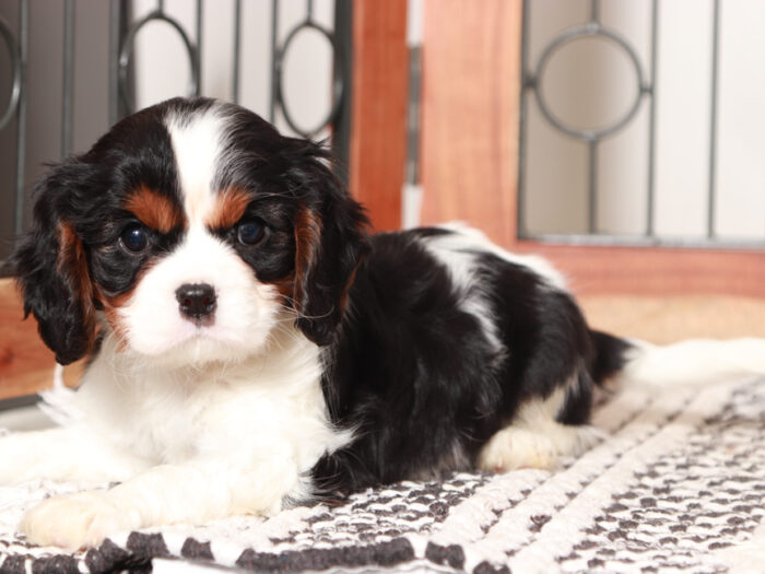 Cavalier Puppy for Sale