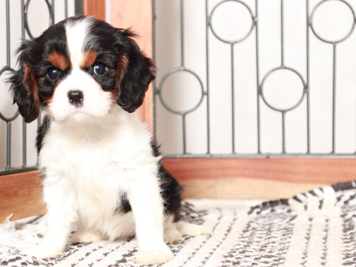 Betsy - Beautiful Little Female Cavalier Puppy - Image 2