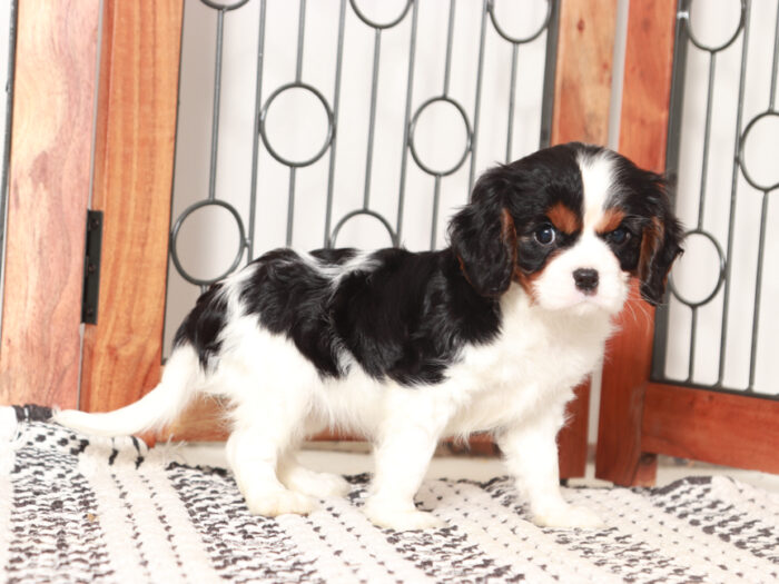 Betsy - Beautiful Little Female Cavalier Puppy - Image 3