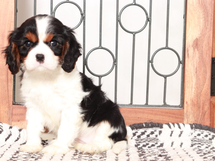 Cavalier Puppy for Sale