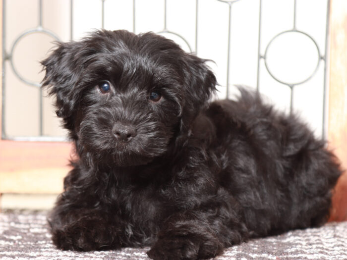 Billy- Dapper black Male Yorkie-Poo Puppy