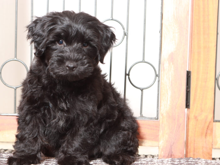 Billy- Dapper black Male Yorkie-Poo Puppy - Image 2