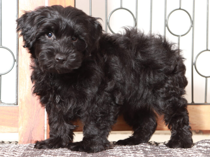 Billy- Dapper black Male Yorkie-Poo Puppy - Image 3