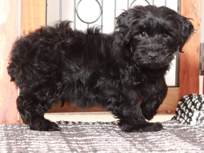 Billy- Dapper black Male Yorkie-Poo Puppy - Image 4