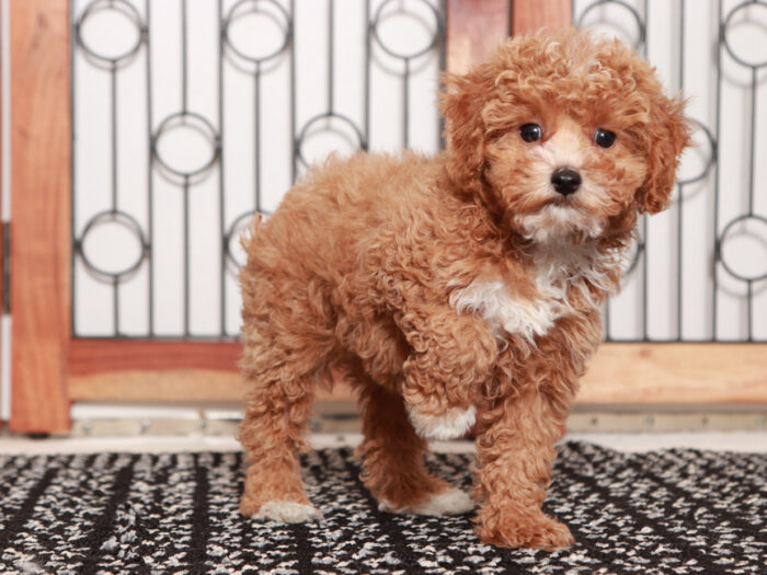 Bodie - Friendly Little Male Yorkie-Poo Puppy - Image 3