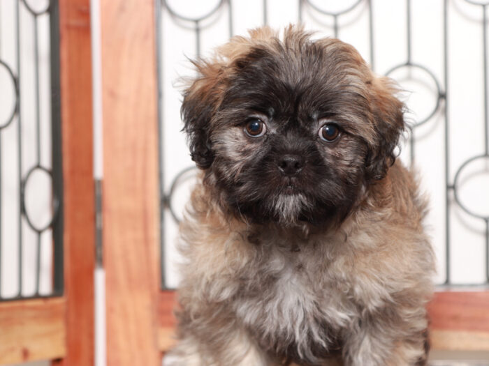 Bolton -Happy Tri-Colored Male Teddy Bear Puppy - Image 2