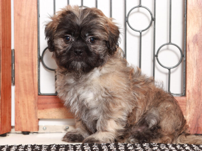 Bolton -Happy Tri-Colored Male Teddy Bear Puppy - Image 3