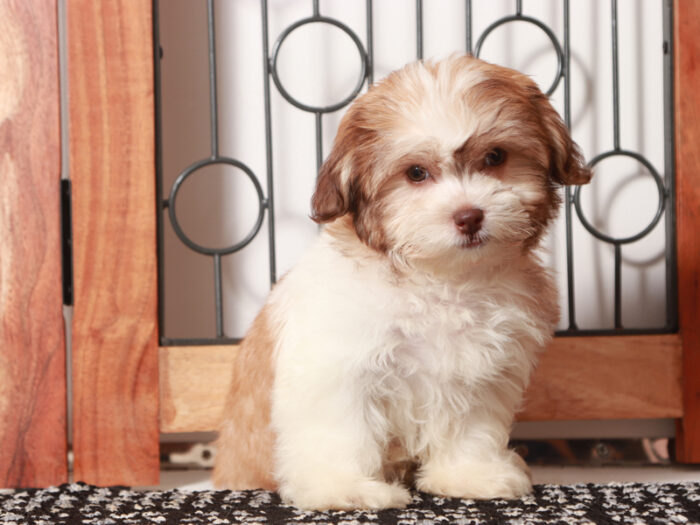 Bonnie - Beautiful Female Teddy Bear Puppy