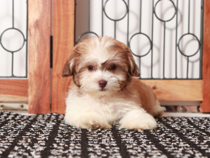 Bonnie - Beautiful Female Teddy Bear Puppy - Image 2