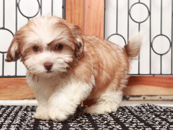Bonnie - Beautiful Female Teddy Bear Puppy - Image 3