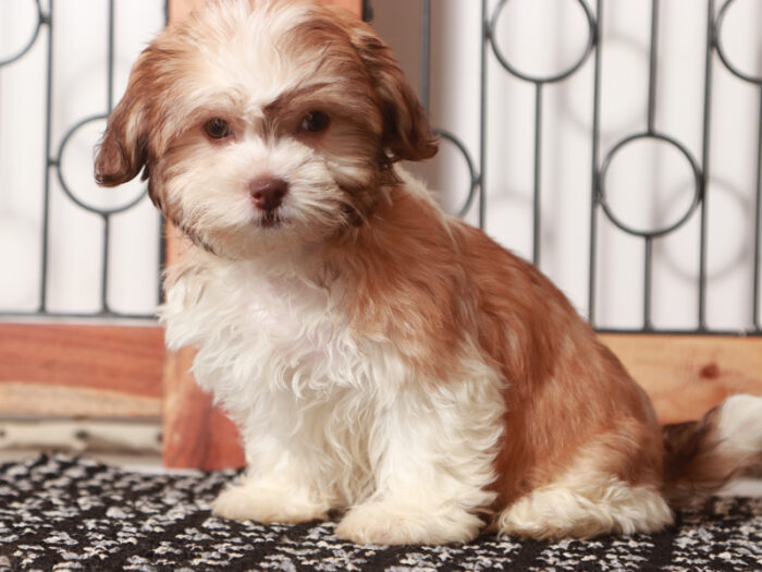 Bonnie - Beautiful Female Teddy Bear Puppy - Image 4