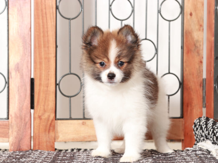 Boris - Sweet Little Male Pomeranian Puppy