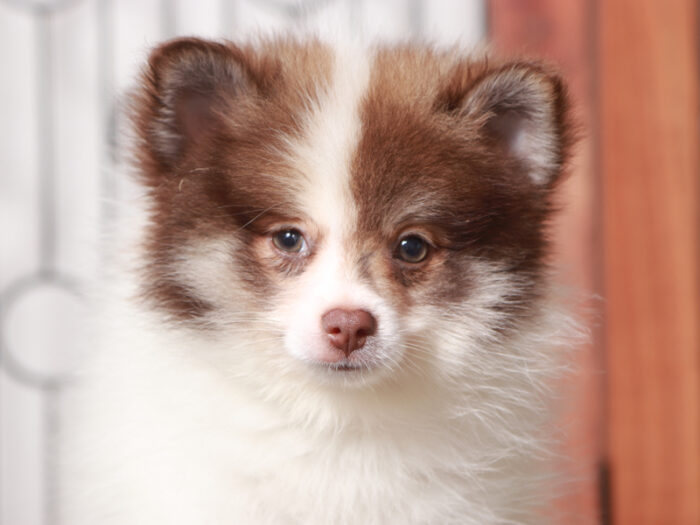 Boris - Sweet Little Male Pomeranian Puppy - Image 3