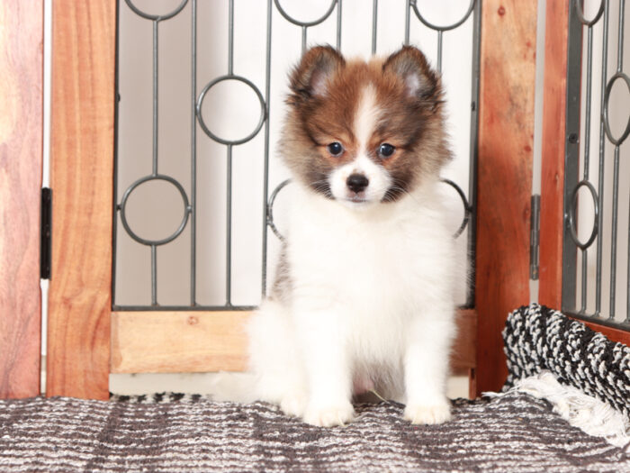 Boris - Sweet Little Male Pomeranian Puppy - Image 2