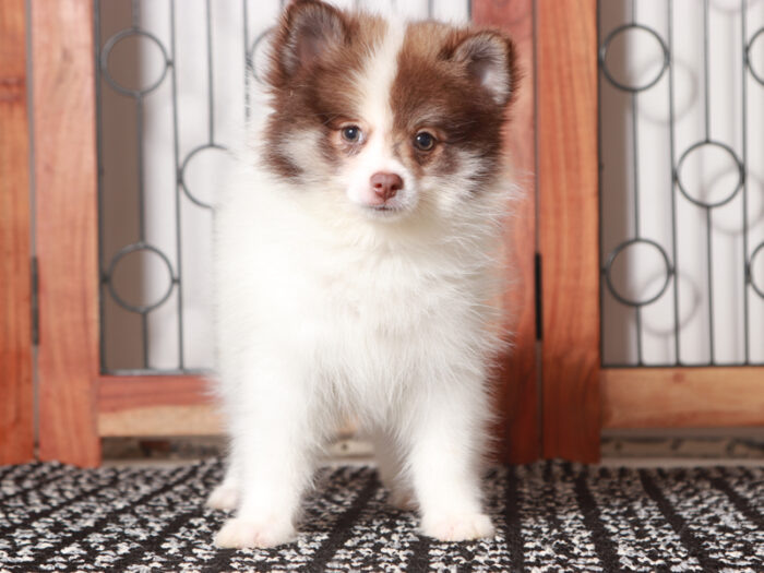 Boris - Sweet Little Male Pomeranian Puppy