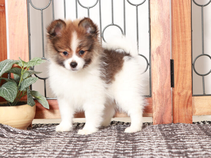 Boris - Sweet Little Male Pomeranian Puppy - Image 3