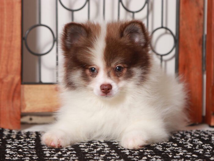 Boris - Sweet Little Male Pomeranian Puppy - Image 4