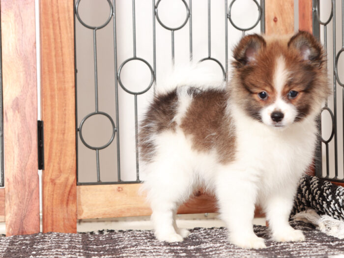 Boris - Sweet Little Male Pomeranian Puppy - Image 4