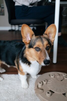 Dog with Toy Puzzle