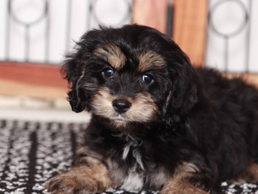 Brown Baby Cockapoo