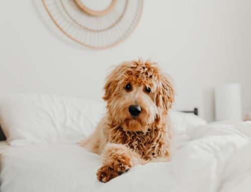 2024’s Definitive Guide to Goldendoodle Lifespan: Maximizing Your Dog’s Vitality!