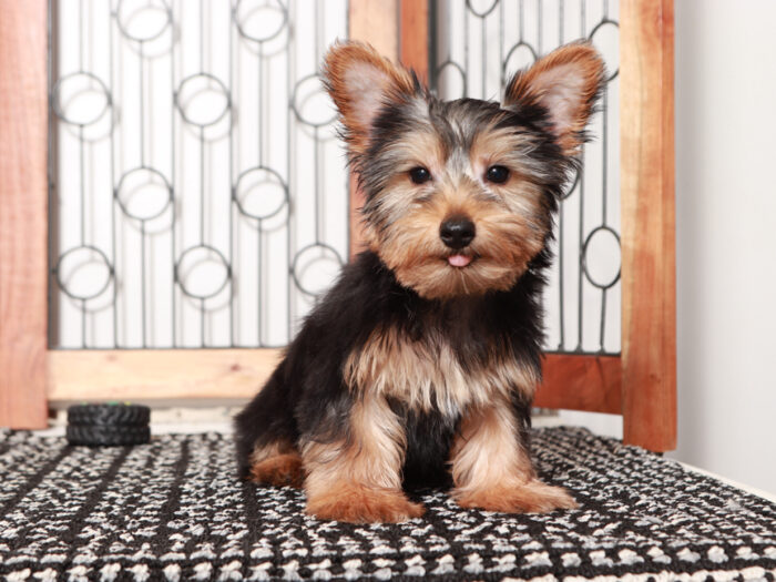 Buddy- Delightful Little Male Yorkie Puppy