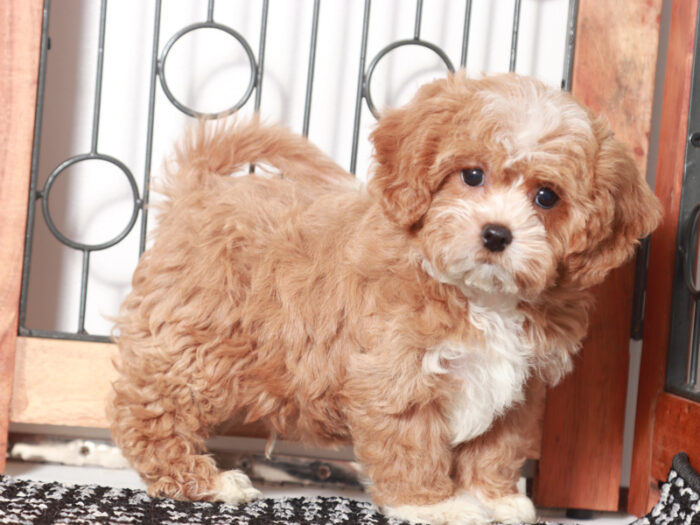 Buddy- Playful Male Shih-Poo Puppy