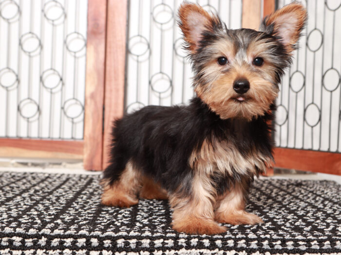 Buddy- Delightful Little Male Yorkie Puppy - Image 2