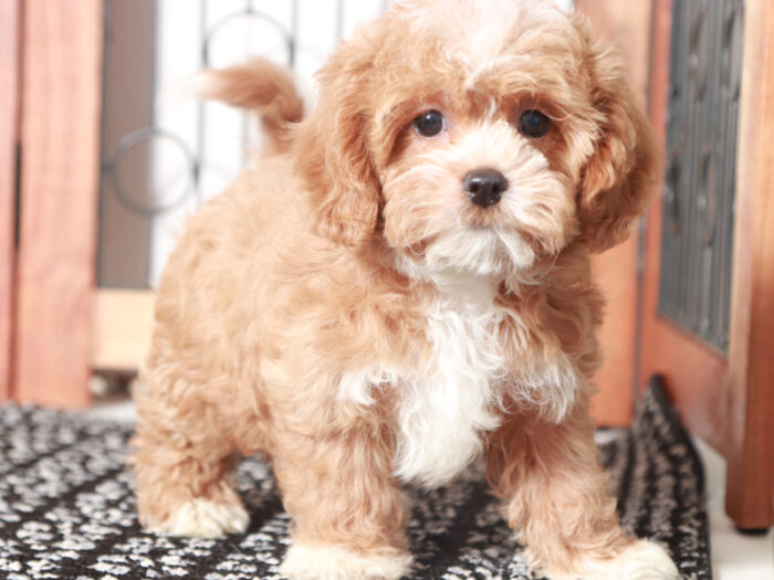 Buddy- Playful Male Shih-Poo Puppy - Image 2