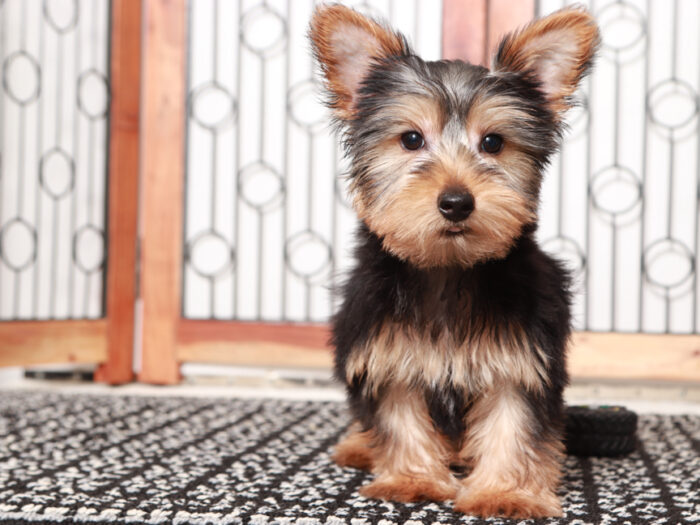 Male Yorkie Puppy