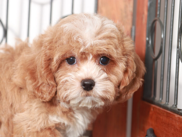 Buddy- Playful Male Shih-Poo Puppy - Image 3