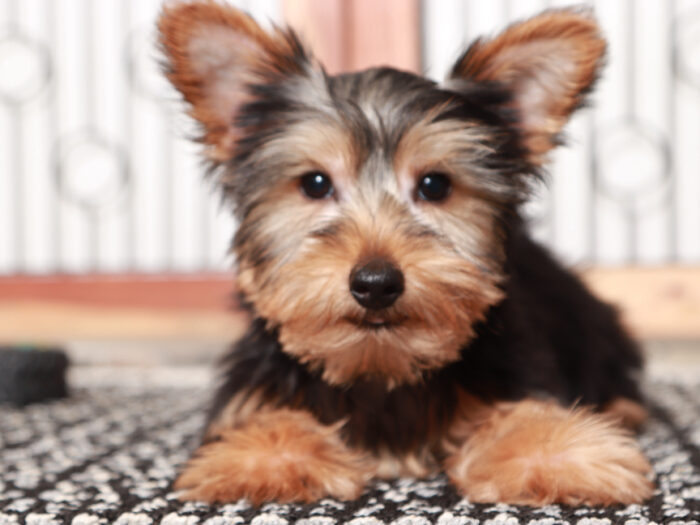 Buddy- Delightful Little Male Yorkie Puppy - Image 4