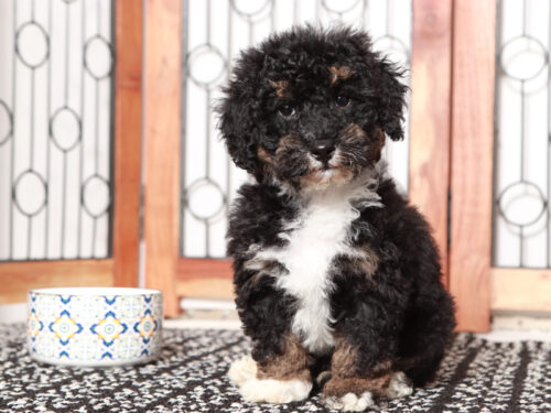 male mini bernedoodle