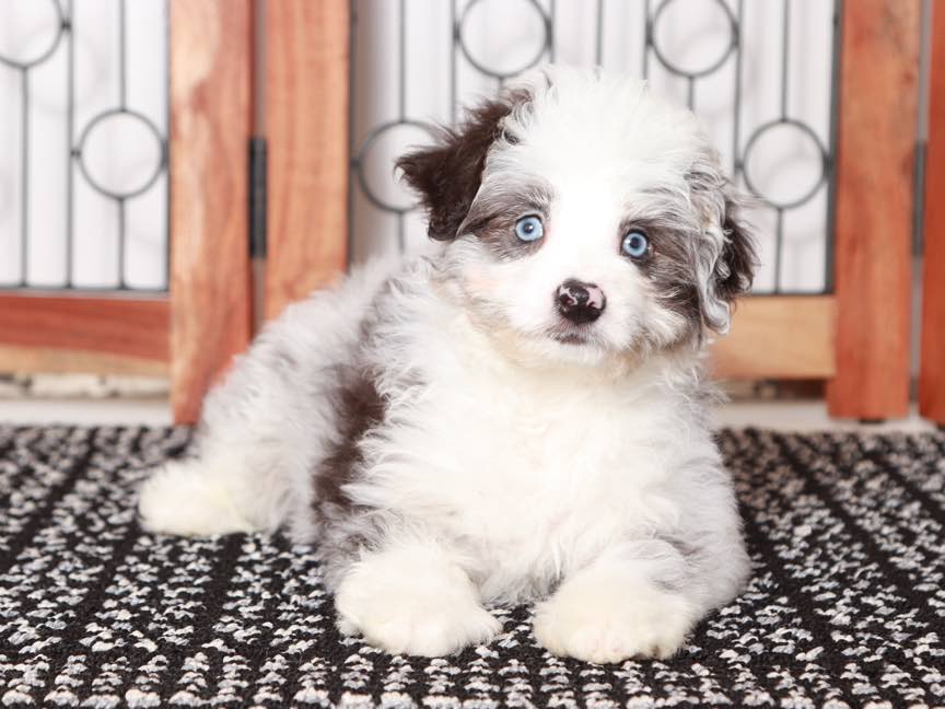 Buster - Loving Blue Merle Male Mini Aussie Puppy - Image 3