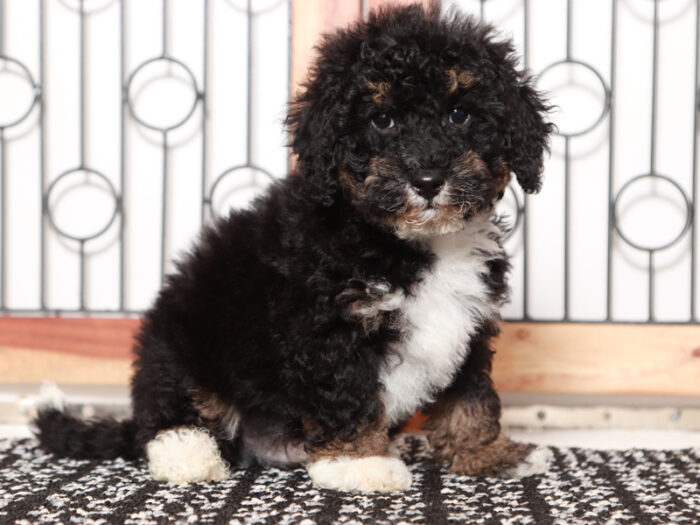 Buster - Friendly Male Tri-Colored Mini Bernedoodle - Image 2