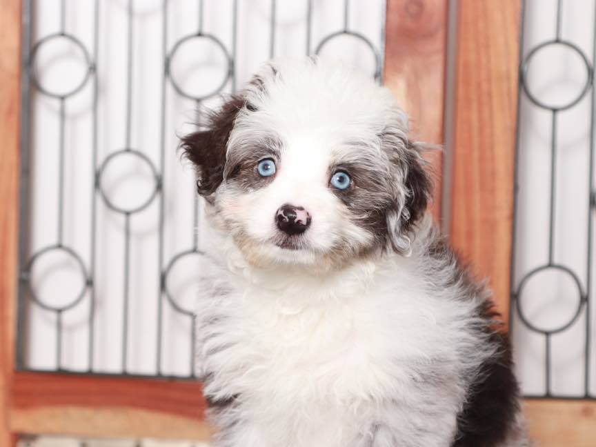 Blue Merle Toy Mini Aussiedoodle Red Merle Mini Aussie Blue Merle