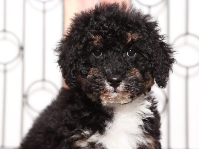 Buster - Friendly Male Tri-Colored Mini Bernedoodle - Image 3