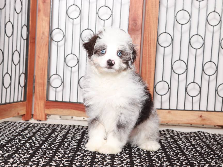 Buster - Loving Blue Merle Male Mini Aussie Puppy - Image 5