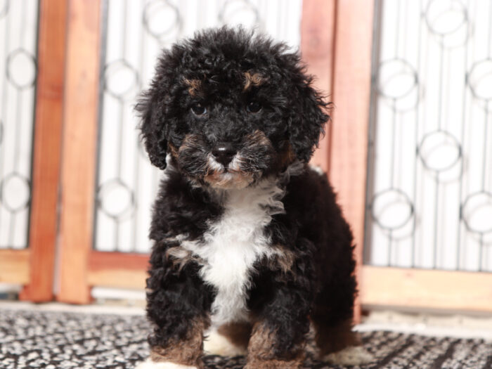 mini bernedoodle in florida