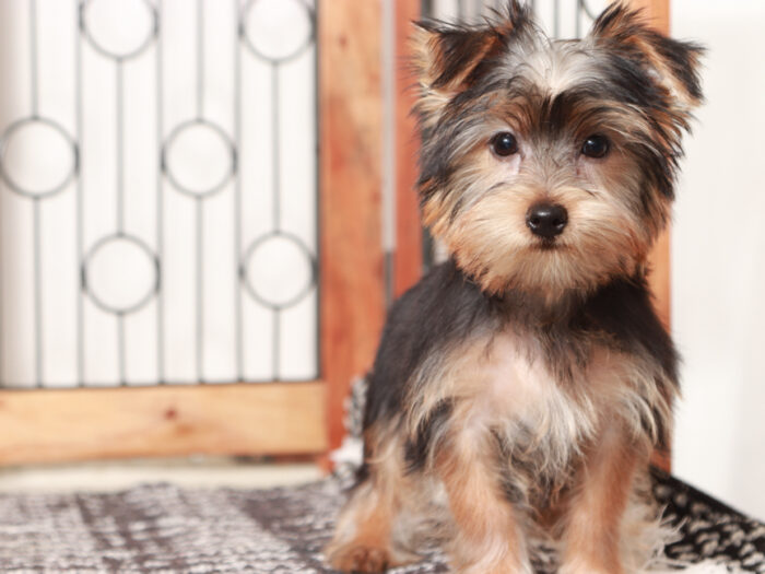 Buzz - Delightful Little Male Yorkie Puppy